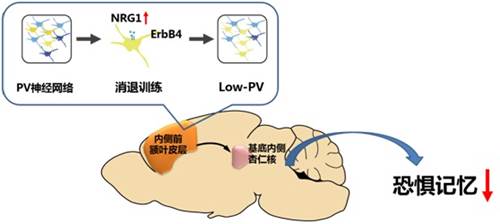 https://portal.smu.edu.cn/__local/0/F3/21/CA5568AA05782EF0A3EB2B68947_85FF0FD6_7EAD.jpg