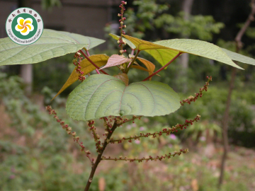 【来源】大戟科植物红背山麻杆 alchornea trewioides的干燥根,叶.