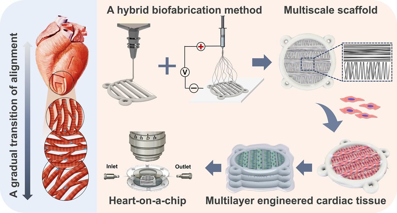 3d打印-靜電紡絲聯合工藝構建心肌器官芯片用於藥物心肌毒性評估示意