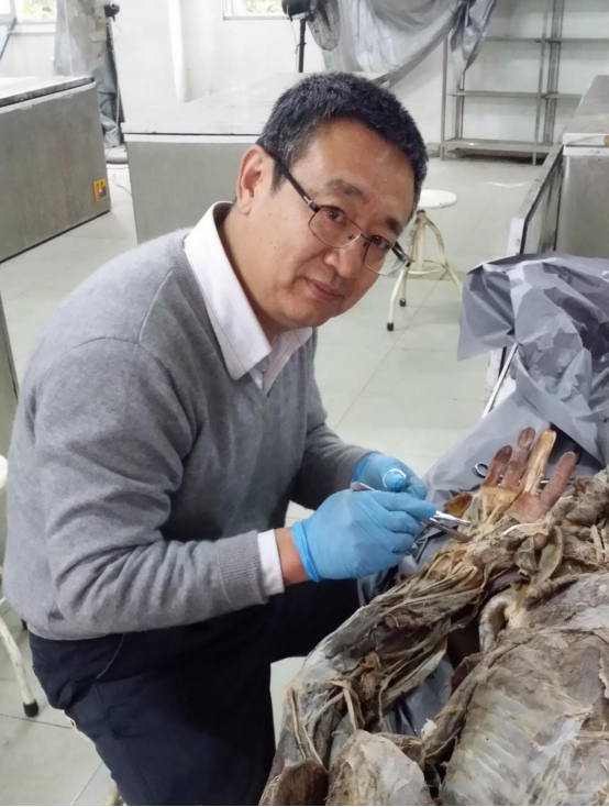 学研究面对的是人体解剖结构,而生物力学研究多是用大体的新鲜标本,没