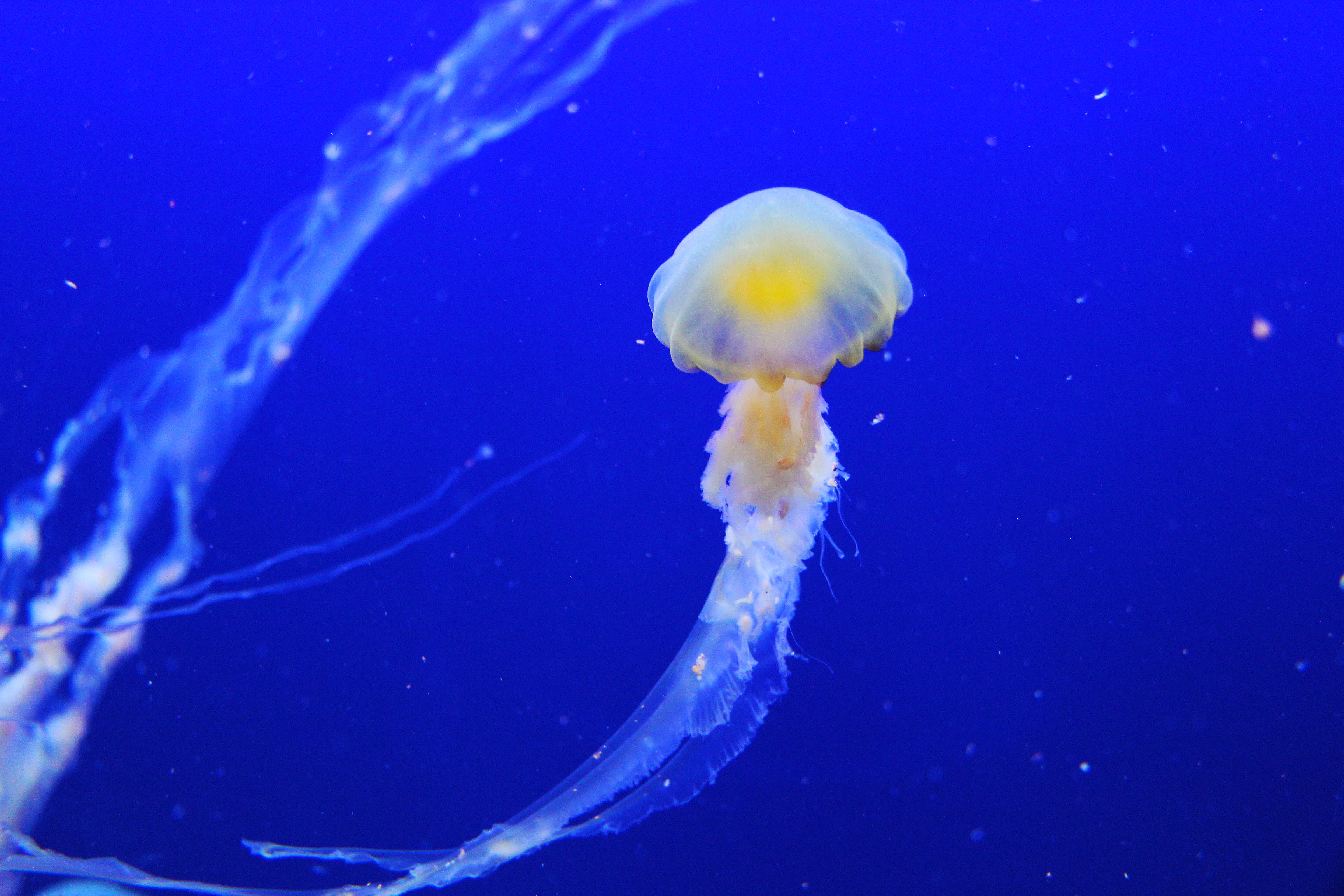 jellyfish-257860.jpg
